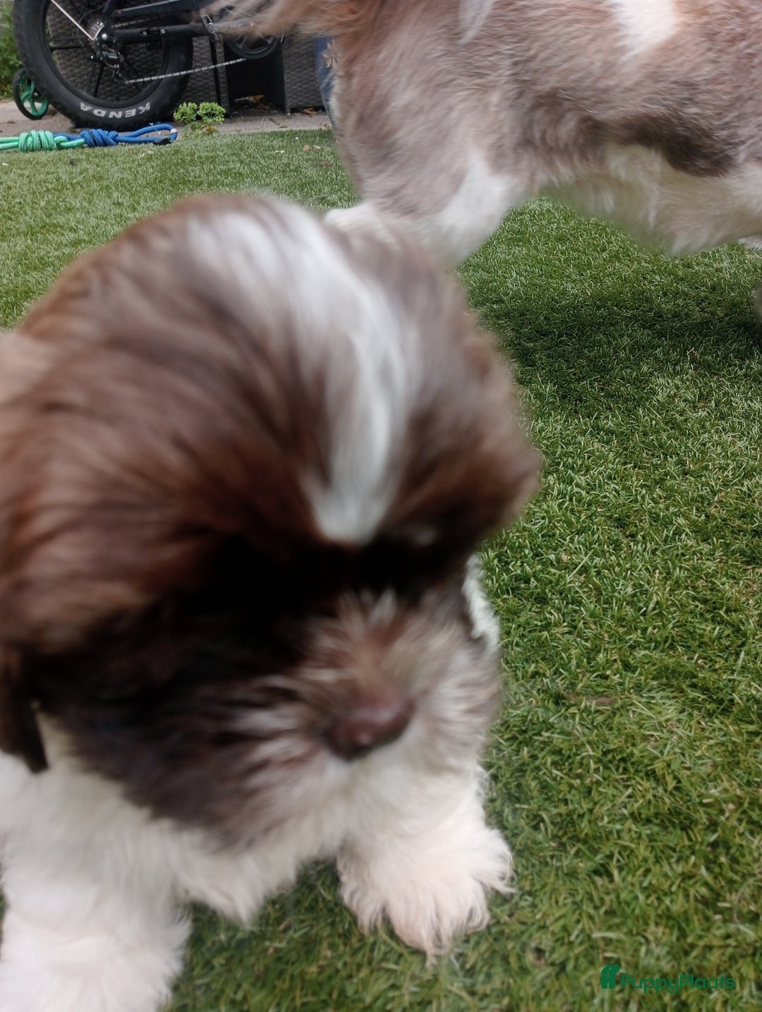 Shih Tzu honden te koop: Raszuivere Shih tzu pups nog 1 teefje en 1 reutje  - Afbeelding 8