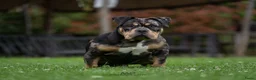 Amerikaanse Bully honden ter dekking: American Bully pocket dekreu  - Advertentie 9