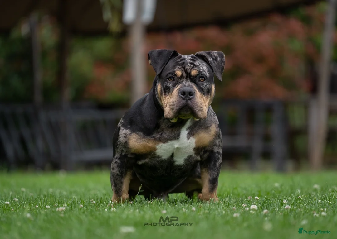 Amerikaanse Bully honden ter dekking: American Bully pocket dekreu  - Advertentie 9