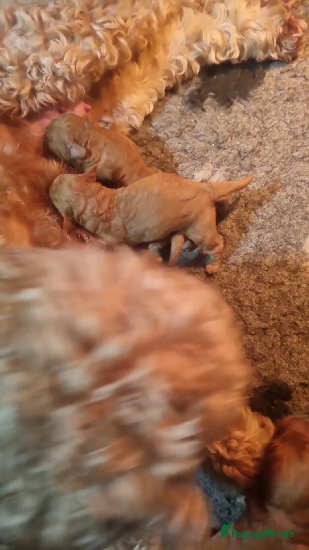 Labradoodle honden te koop: Mini labradoodle pupjes nog 5 moeder met stamboom - Advertentie 5