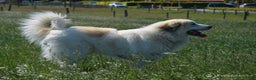 Pyreneese Berghond honden ter dekking: Ter Dekking in Wellerlooi - Advertentie 4