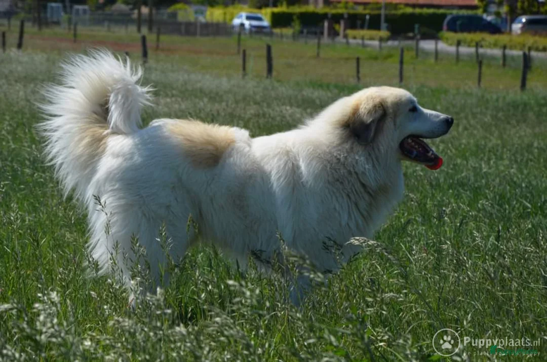 Pyreneese Berghond honden ter dekking: Ter Dekking in Wellerlooi - Advertentie 4