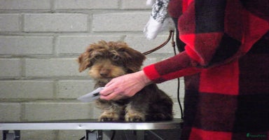 Ruwhaar Teckel honden - Advertentie 7