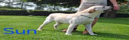 Labrador Retriever honden te koop: Raszuivere labrador retriever pup stamboom  - Advertentie 7