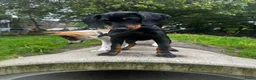 West Siberische Laika honden te koop: Oost Siberische Leica reu te koop - Advertentie 6