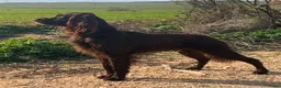Duitse Staande Hond Langhaar honden te koop: Duitse Staande Lanhaar Nestaankondiging begin juni in Schijndel - Advertentie 3