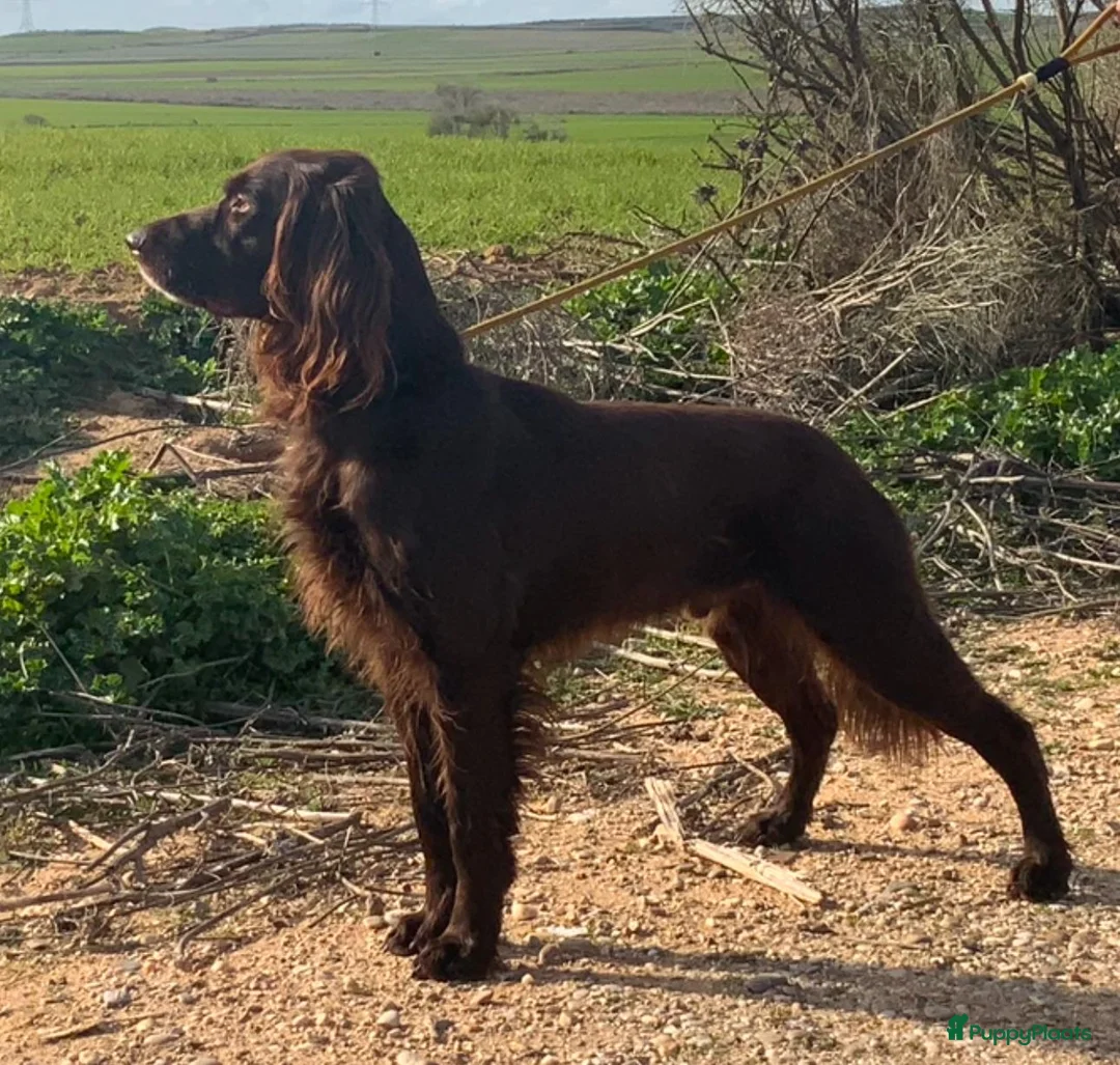 Duitse Staande Hond Langhaar honden te koop: Duitse Staande Lanhaar Nestaankondiging begin juni in Schijndel - Advertentie 3