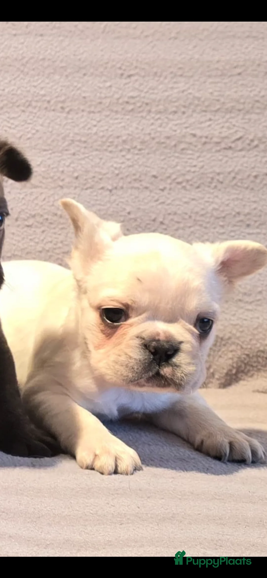 Franse Bulldog honden te koop: Knappe Franse buldogs enkele fluffy  - Advertentie 16