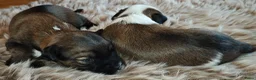 Tibetaanse Terriër honden te koop: Raszuivere Tibetaanse Terriër pups  - Advertentie 13