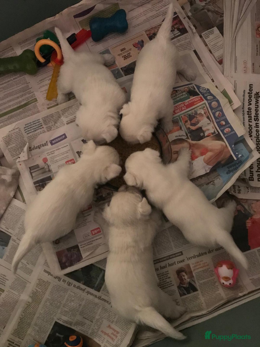 West Highland White Terriër honden te koop: TE KOOP PRACHTIGE WEST HIGHLAND WHITE TERRIËR PUPS - Advertentie 7