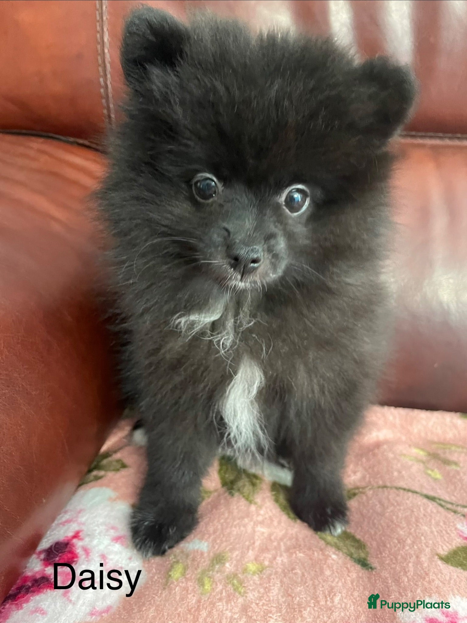 Pomeriaan honden 3 Prachtige Pomeriaan/dwergkees pups.🩵🩷 - Advertentie 1