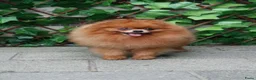 Pomeriaan honden te koop: Mooie pomeranian/ dwergkees pups met fci stamboom - Advertentie 16