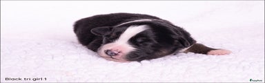 Australian Shepherd Puppy 4