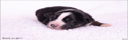 Australian Shepherd honden te koop: Mini Australian shepherd pups (MAS) - Advertentie 5