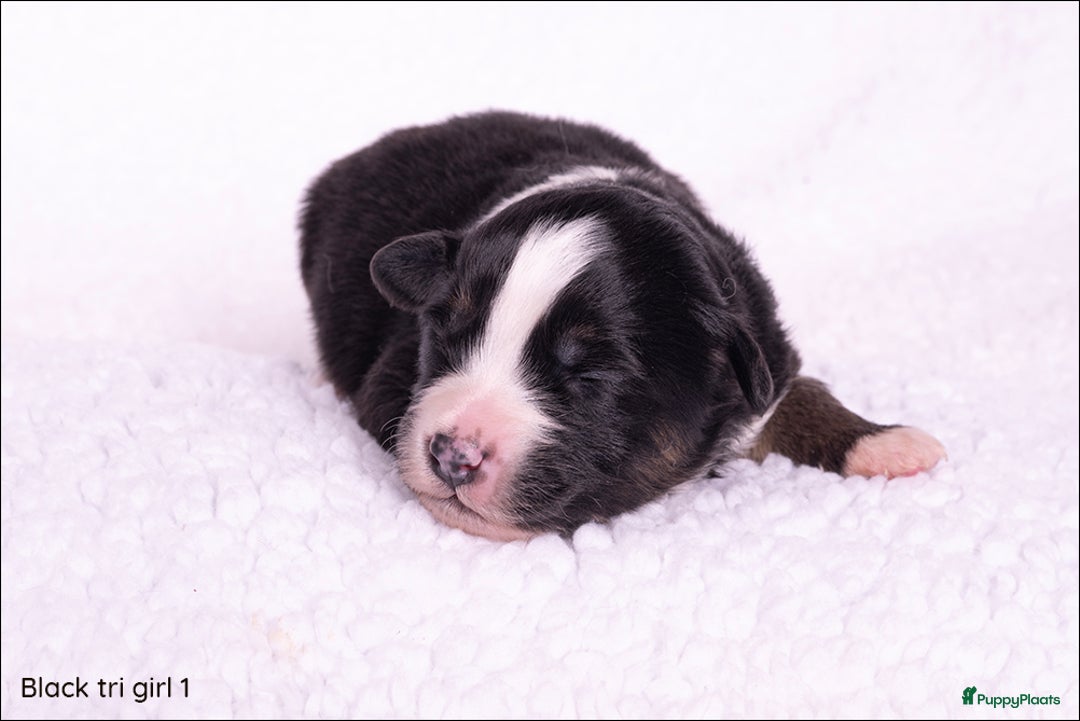 Australian Shepherd honden te koop: Mini Australian shepherd pups (MAS) - Advertentie 5