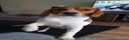 Beagle honden ter dekking: Mooie ras zuiver beagle in Groningen - Advertentie 1