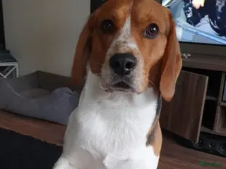 Beagle honden Mooie ras zuiver beagle in Groningen - Advertentie 9