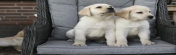Labrador Retriever honden te koop: Knappe Labrador pups met stamboom ! - Advertentie 24
