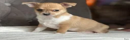 Chihuahua honden te koop: Prachtige chihuahua puppy's - Advertentie 5