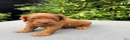 Cockapoo honden te koop: Cockapoo pups in Wanroij - Advertentie 7