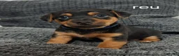 Jack Russel Terriër honden te koop: Jack russel black en tan pups in Biest-Houtakker - Advertentie 3