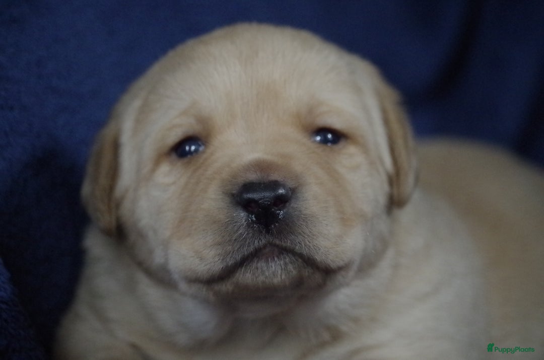 Labrador Retriever honden te koop: schitterend geel labrador reutje beschikbaar.  - Advertentie 9