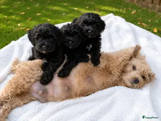 Maltipoo honden Prachtige kleine Maltipoo/Toy pups met garantie!🐶 - Advertentie 1