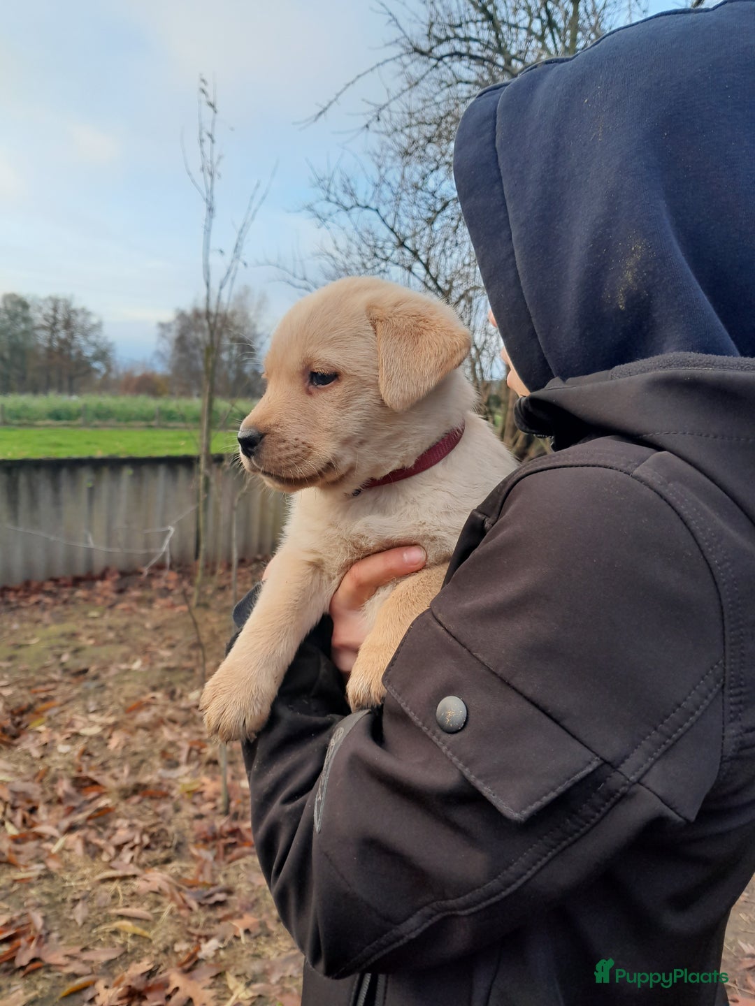 Labrador Retriever honden te koop: Lieve enthousiaste labrador pups - Advertentie 2
