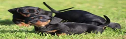 Teckel (korthaar)  honden te koop: Teckel pups - Advertentie 21