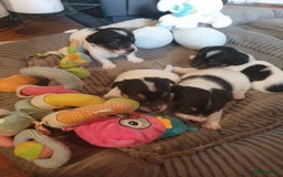 Jack Russel Terriër honden te koop: Lieve ruwharige JACK RUSSELTJES Laagbenig, dď - Afbeelding 7