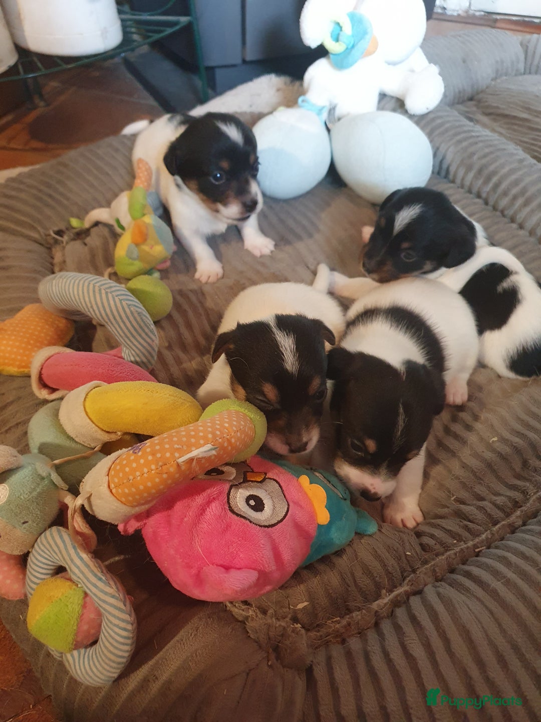 Jack Russel Terriër honden te koop: Lieve ruwharige JACK RUSSELTJES Laagbenig, dď - Afbeelding 7