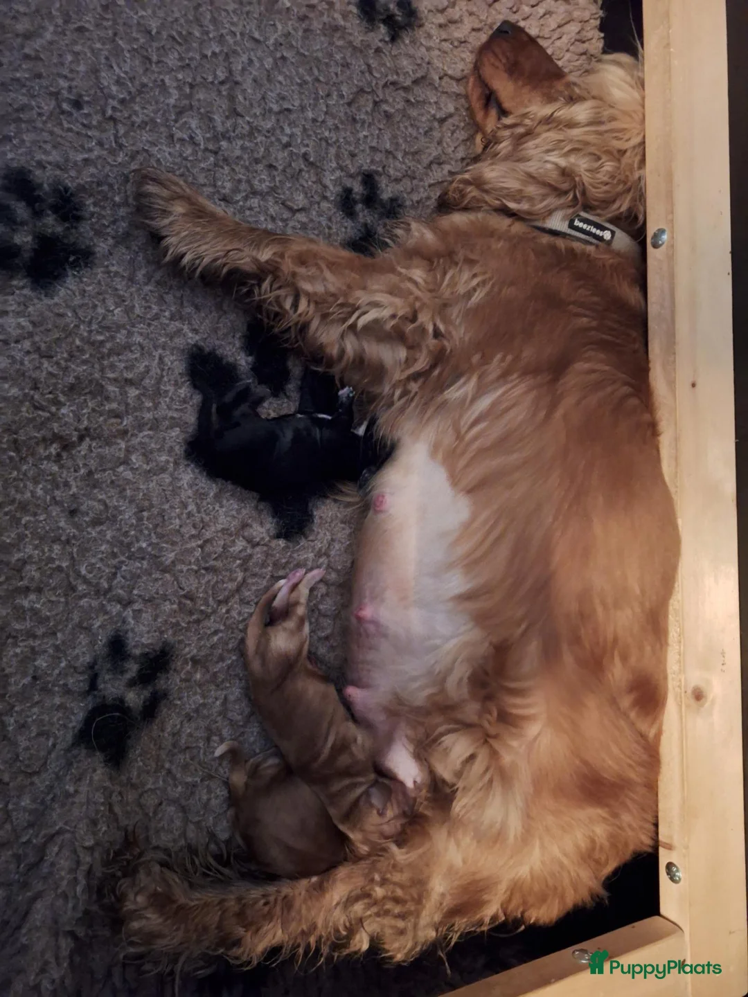 Engelse Cocker Spaniel honden te koop: Engelse cockerspaniel pup vrouwelijk - Advertentie 1
