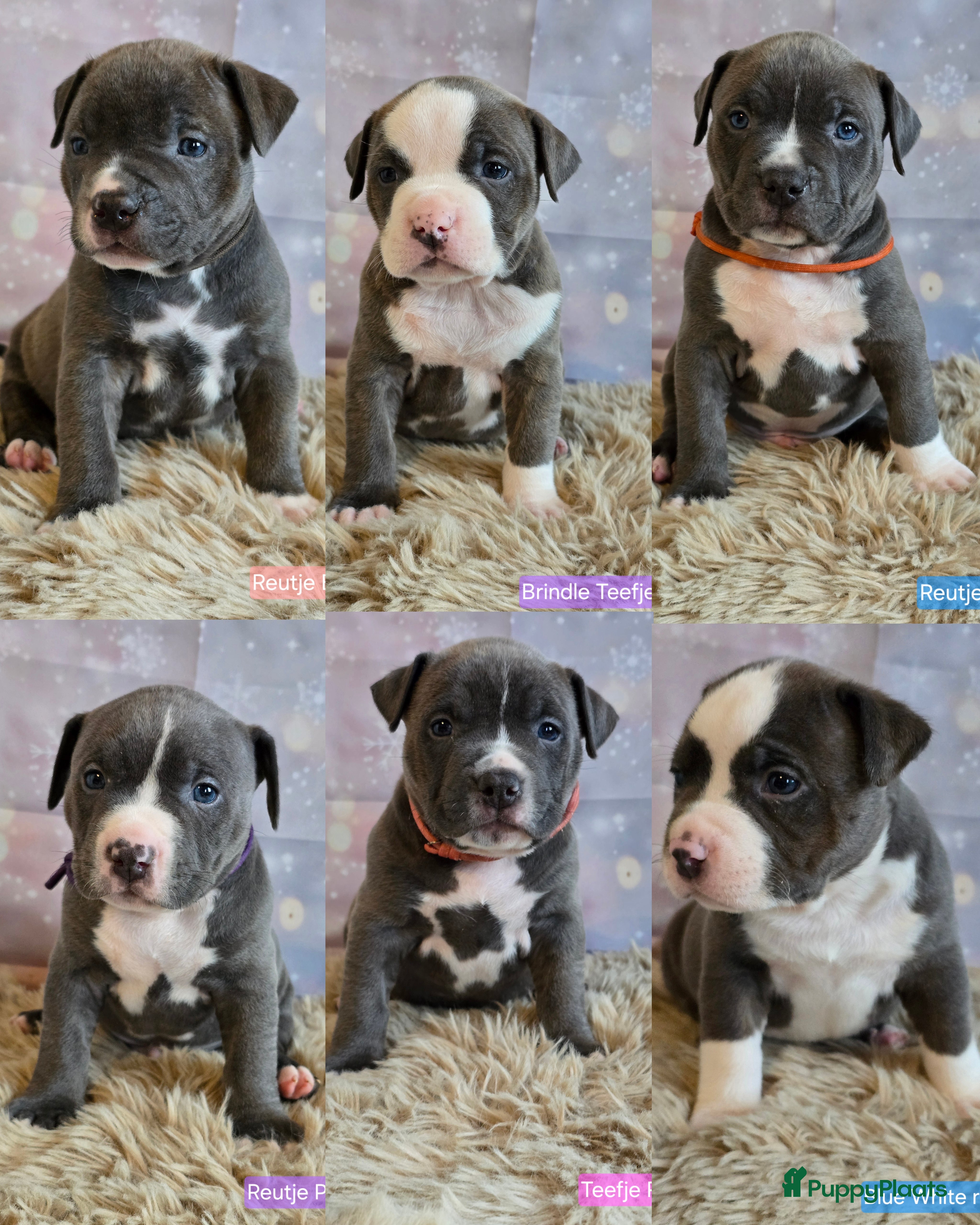 Amerikaanse Bully honden American Bully XL pups ABKC stamboom - Advertentie 2