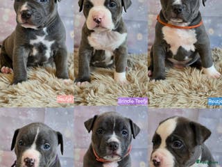 Amerikaanse Bully honden American Bully XL pups ABKC stamboom - Advertentie 2