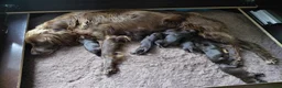 Duitse Staande Hond Langhaar honden te koop: 8 Duitse Staande Langhaar pups geboren op 9 juni - Advertentie 1