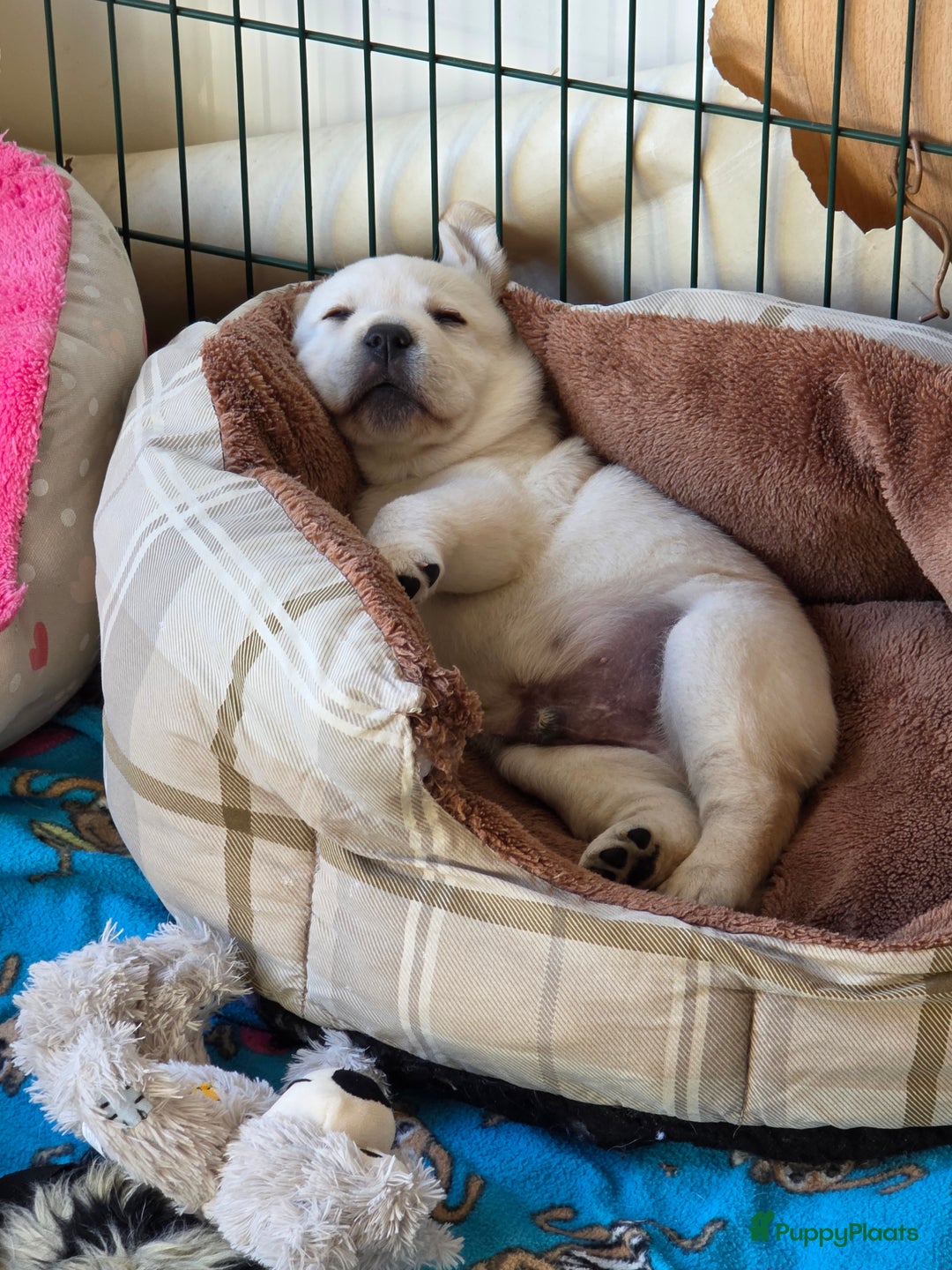 Labrador Retriever honden te koop: Prachtige blonde pups - Advertentie 3