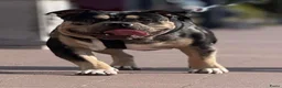 Amerikaanse Bully honden te koop: American Bully pocket pups verwacht geteste ouders - Advertentie 30
