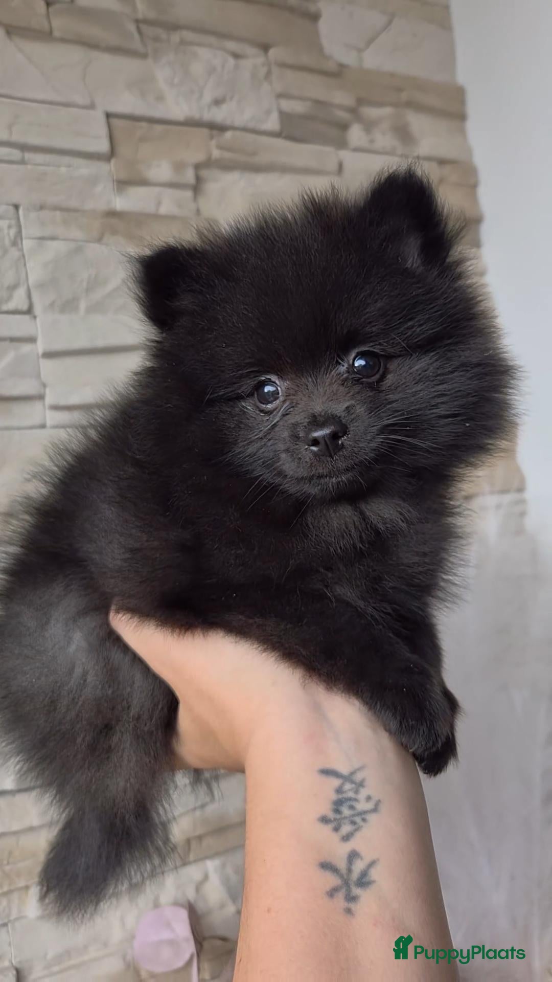 Pomeriaan honden Knap pomeranian reutje - Advertentie 1
