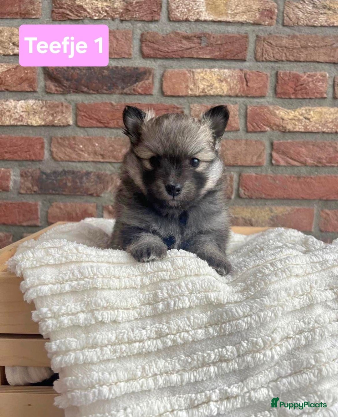 Kruising honden te koop: Mooie pomsky pups te koop - Advertentie 4