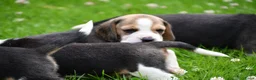Beagle honden te koop: Prachtige Beagle pups  - Advertentie 17