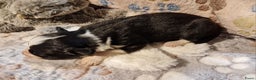 Border Collie honden te koop: Border collie pups - Advertentie 13