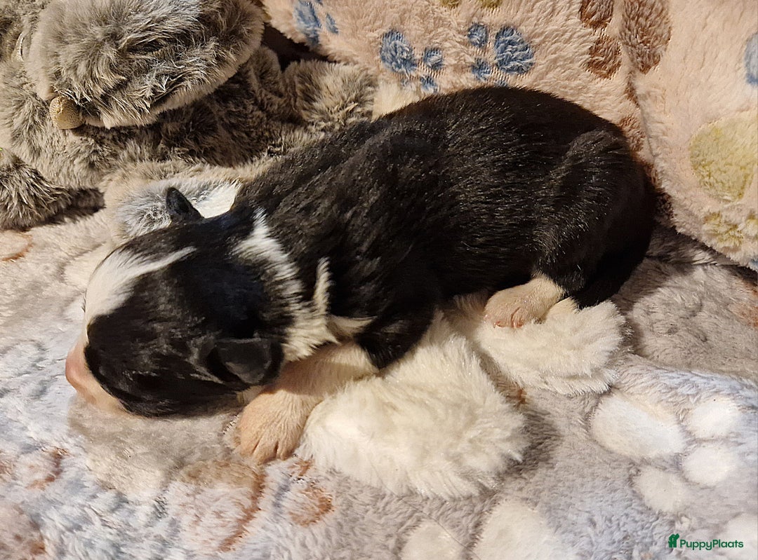 Border Collie honden te koop: Border collie pups - Advertentie 13