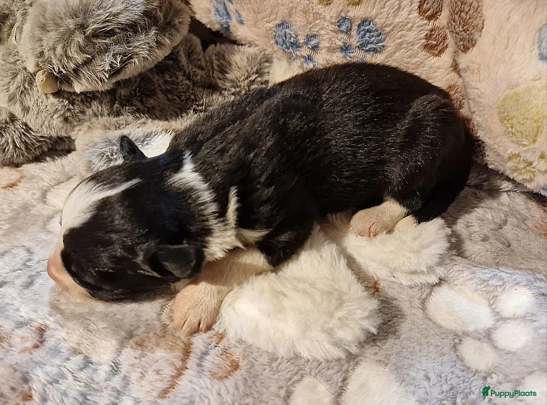 Border Collie honden te koop: Border collie pups - Advertentie 13