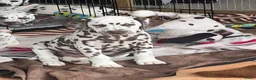 Dalmatiër honden te koop: Dalmatiër Pups van erkende fokker! - Advertentie 2