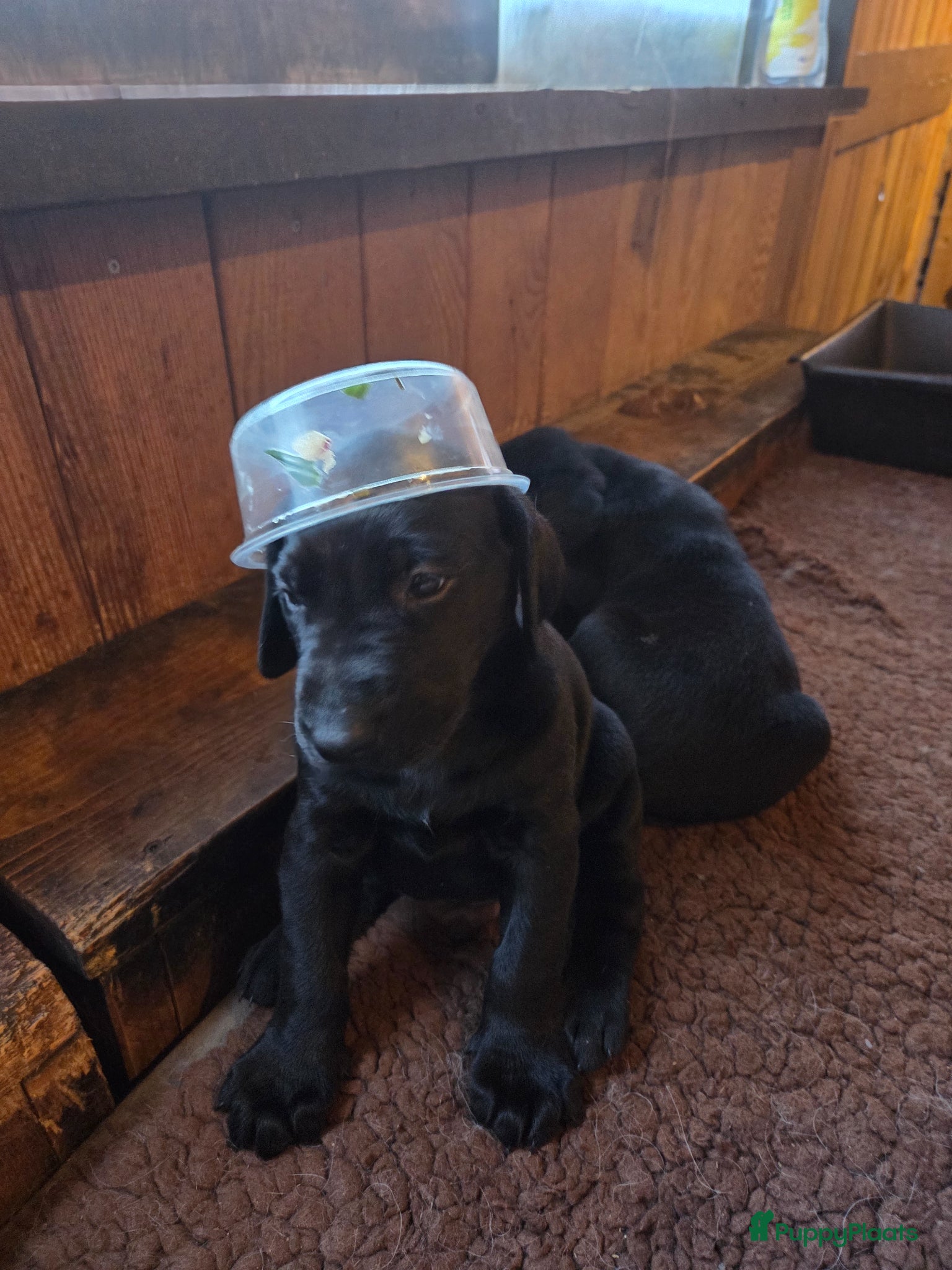 Kruising honden Te koop Doberman × pups - Advertentie 2