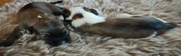 Tibetaanse Terriër honden te koop: Raszuivere Tibetaanse Terriër pups  - Advertentie 12