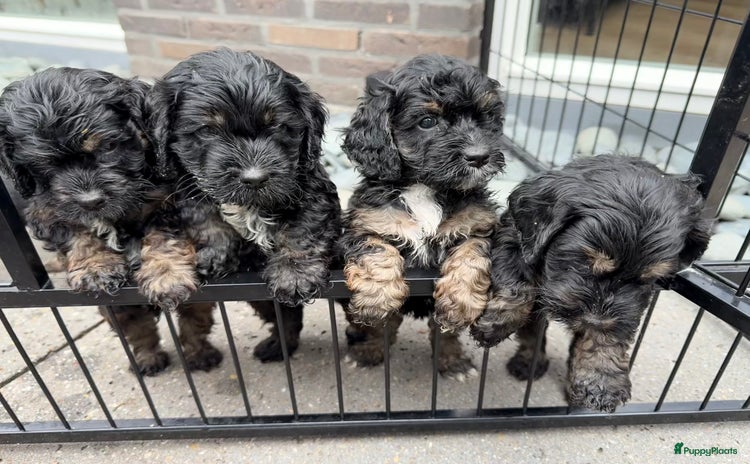 Cockapoo honden - Advertentie 1