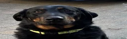 Beauceron honden te koop: Beauceron pups - Advertentie 12