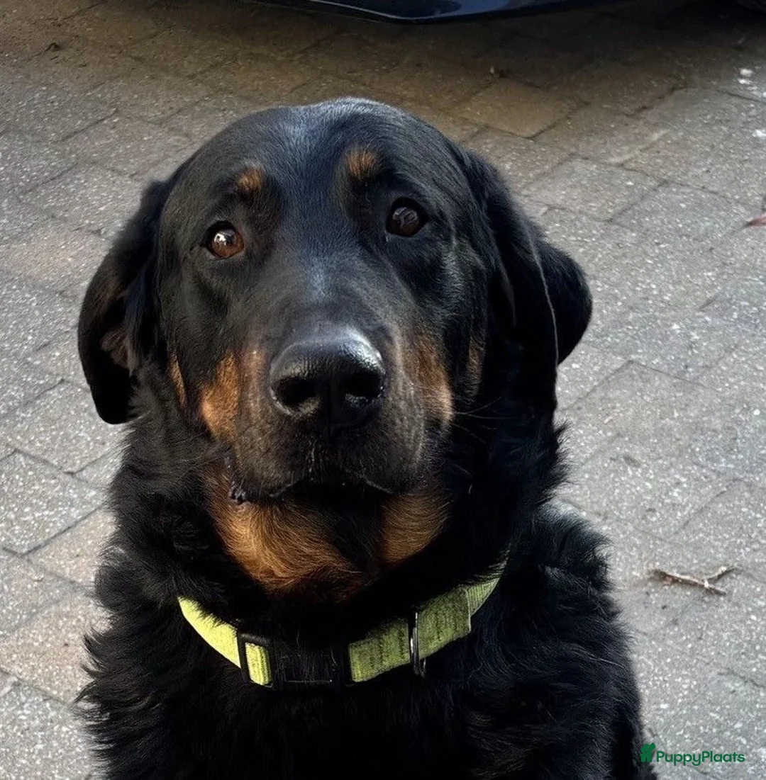 Beauceron honden te koop: Beauceron pups - Advertentie 12