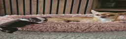 Chihuahua honden te koop: Raszuivere Chihuahua pups reutjes - Advertentie 6